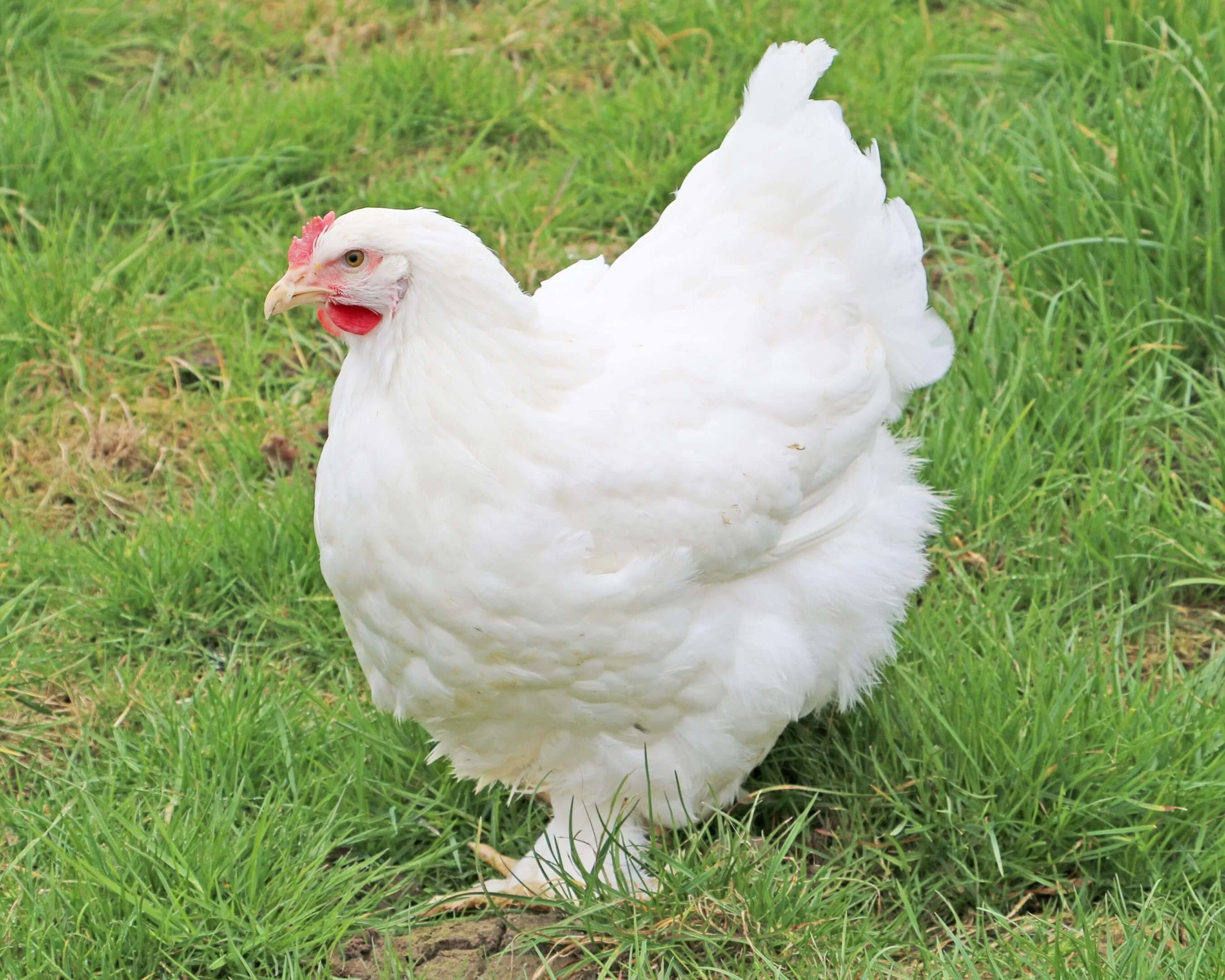 Poules COCHIN Blanche